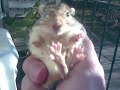 gerbo pet home