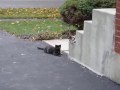 Feral kittens wrestle
