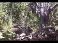 Everglades