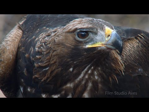 golden eagle