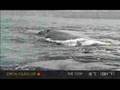 Whales display their flukes