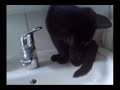 Cat fighting water jet
