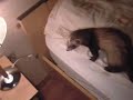 Spike le furet