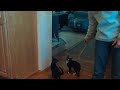 cute kittens playing #2