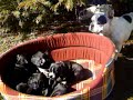 bouledogue francais