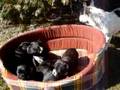 bouledogue francais