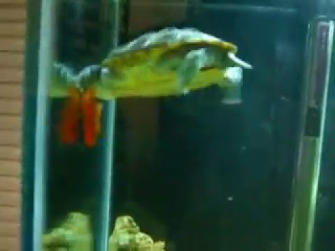 Terrapin VS Goldfish
