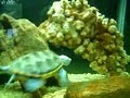 terrapin vs goldfish