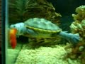 terrapin vs goldfish