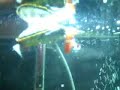 terrapin vs goldfish
