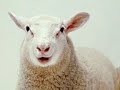 animalitos