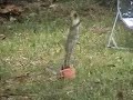 crazy monkey
