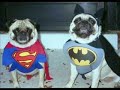 weird pets 2 weird pets 2