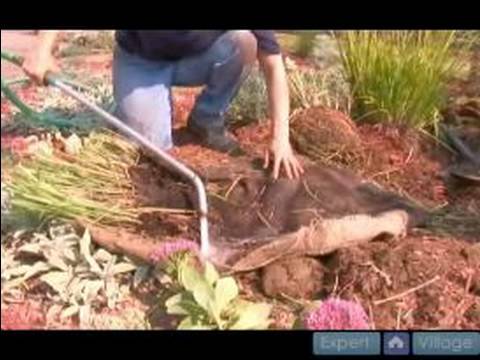 how to transplant ornamental grass plants