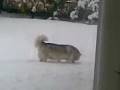 videos de roni en la nieve