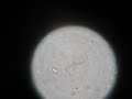 Giardia swimming