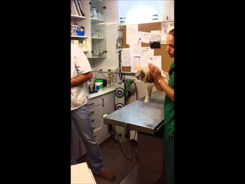 how to treat ear mites in dogs
