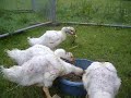 goslings 4 weeks old