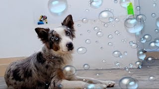 47 - Baño Perfecto - Bañando a mi perro PASO A PASO. 