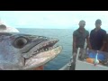 Meest spectaculaire visserij die er bestaat: popperen op Giant Trevally, Spannish Mackerel en Dogtooth Tuna.