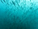Anchovy World