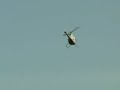 Rotorway Helicopter Departure