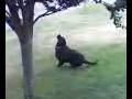 videos de Simba, bird-catcher dog!