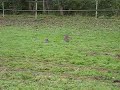 Les ragondins du pré de Thorgalou ^^