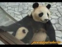 PANDA????
