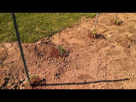 how to transplant lilac bushes