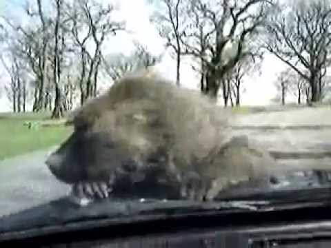 levidspot - monkey style?