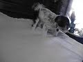 Oreo the vicious Maltipoo