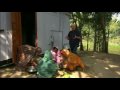 Bangladeshi women cooking Fish Curry (حلال)