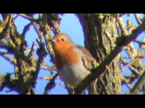 Robin Bird Song