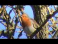 Robin Bird Song