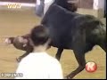 مصارعة ثيران فكاهيه
