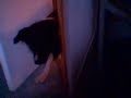 Me And My Dog Fooling Around Me And My Dog Fooling Around