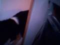 Me-And-My-Dog-Foolin