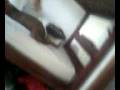 videos de O galo.mp4