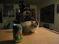 White Sox Munchkin cat White Sox Munchkin cat