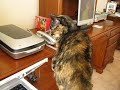 Our cat Molly reacts to the printer. Obviously, it's an evil thing from which we must be defended.