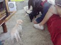 Lab/collie pups at 6 weeks old (2)