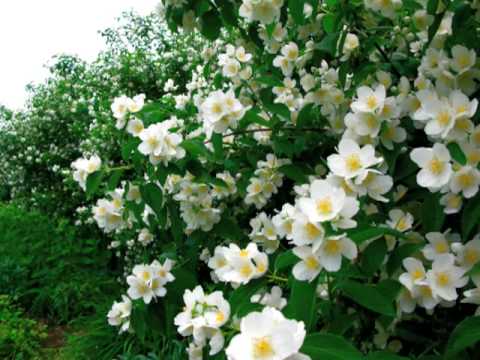 A year of blooms