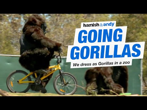 Going Gorillas