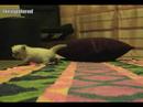 Himalayan Blue Point Kitten - PersianKittenEmpire.Com - Cat Himalayan Blue Point Kitten - PersianKittenEmpire.Com - Cat