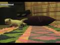 Himalayan Blue Point Kitten - PersianKittenEmpire.Com - Cat