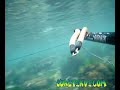 Mullet - Kefal Spearfishing