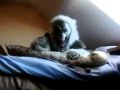Просмотр видео