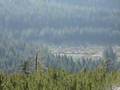 clearcutting mount benson
