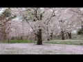 津軽の春 Spring in Tsugaru 西村しのぶ